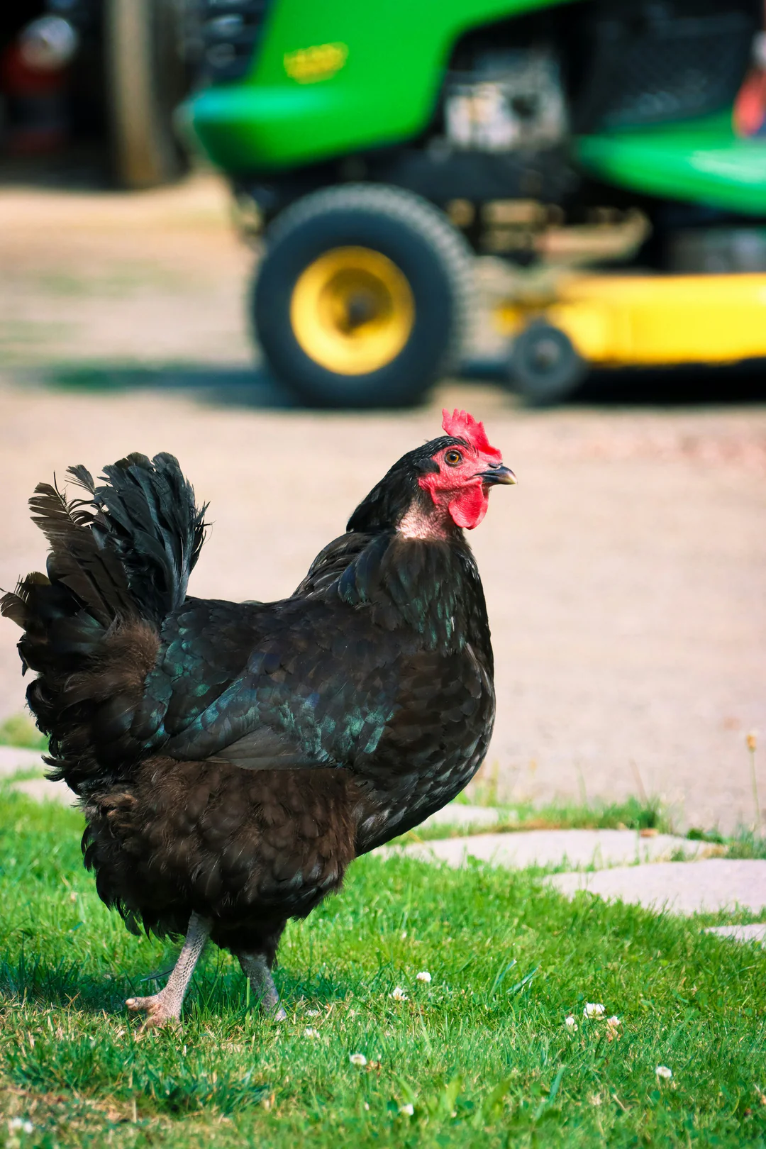 buy australorp hens for sale near me - Image 2
