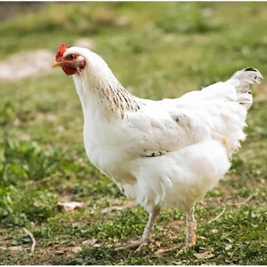 amber star hens for sale