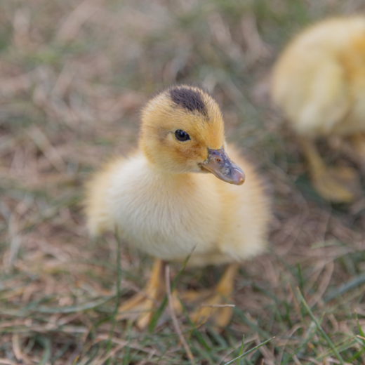 Buy live Silver Appleyard day-old ducklings online