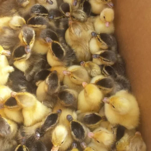 Buy sexed live Australian Spotted duckling day-old