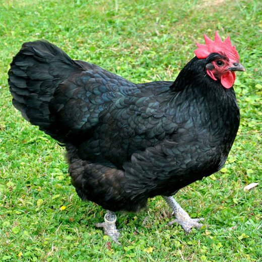 buy australorp hens for sale near me