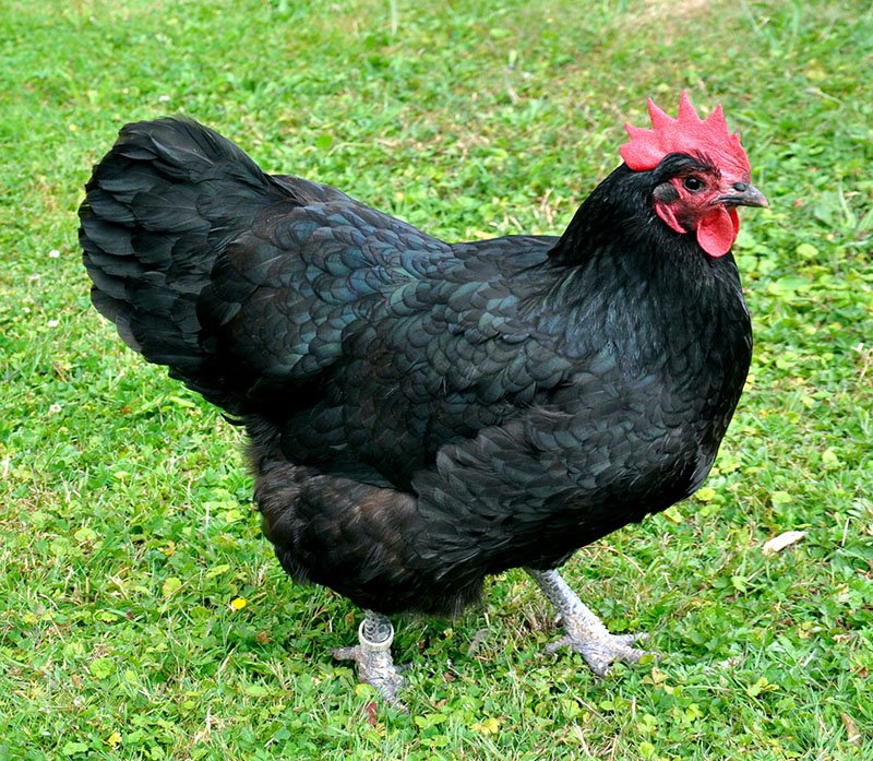 buy australorp hens for sale near me