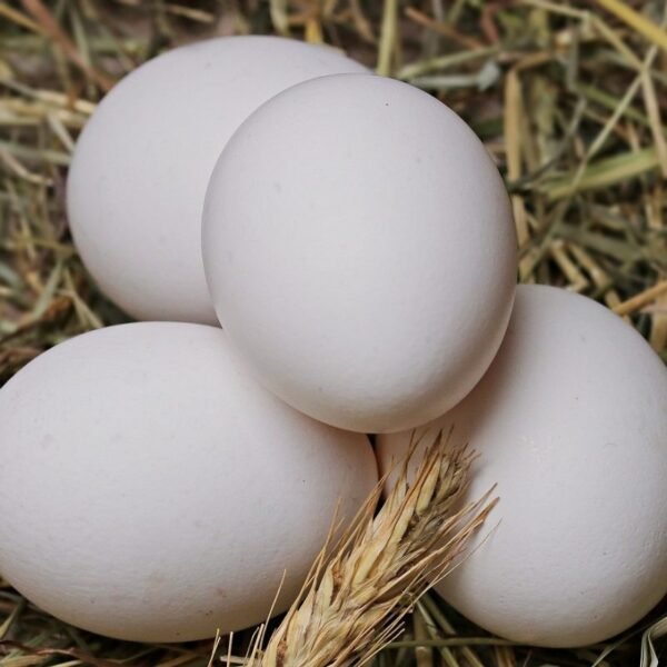 Available Austra White Hatching Eggs - Image 2