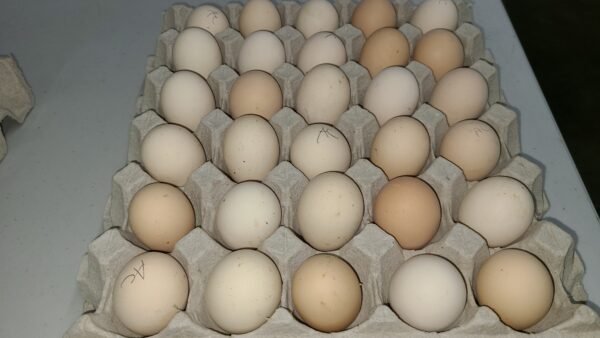 Available Black Laced Silver Wyandottes Hatching Eggs - Image 2