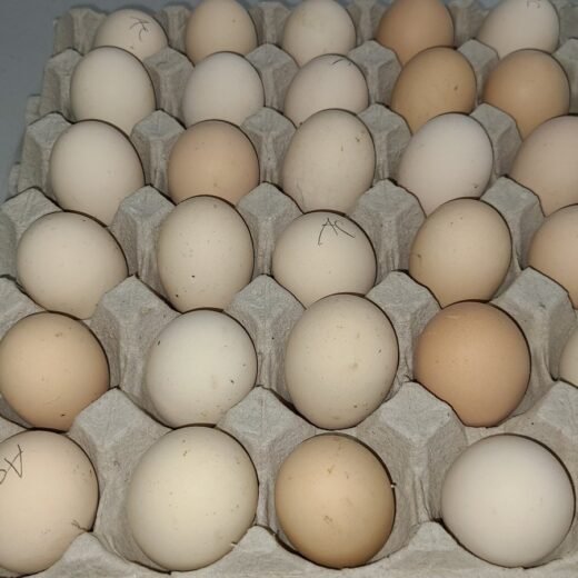 Available Black Laced Silver Wyandottes Hatching Eggs
