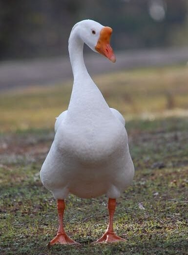 Buy purebred White Chinese single adult geese