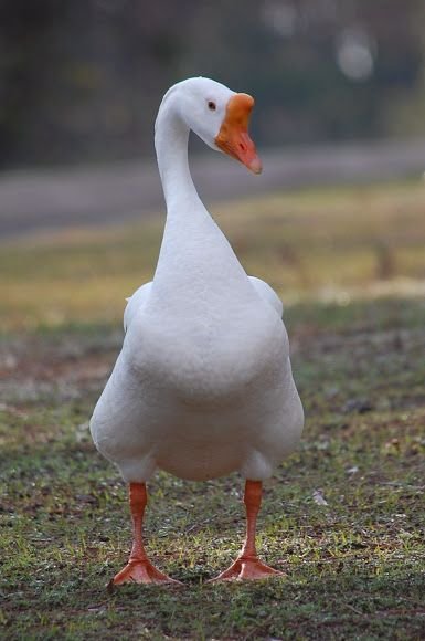 Buy purebred White Chinese single adult geese