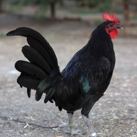 purebred Solid Black Mug gamefowl cocks
