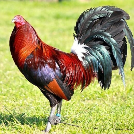 Buy purebred Leiper Hatch gamefowl cocks