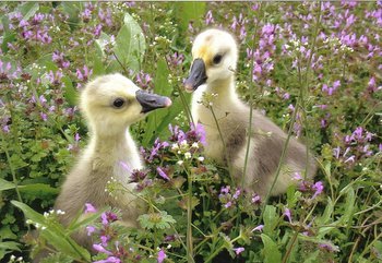 Buy sexed live Brown African day-old goslings