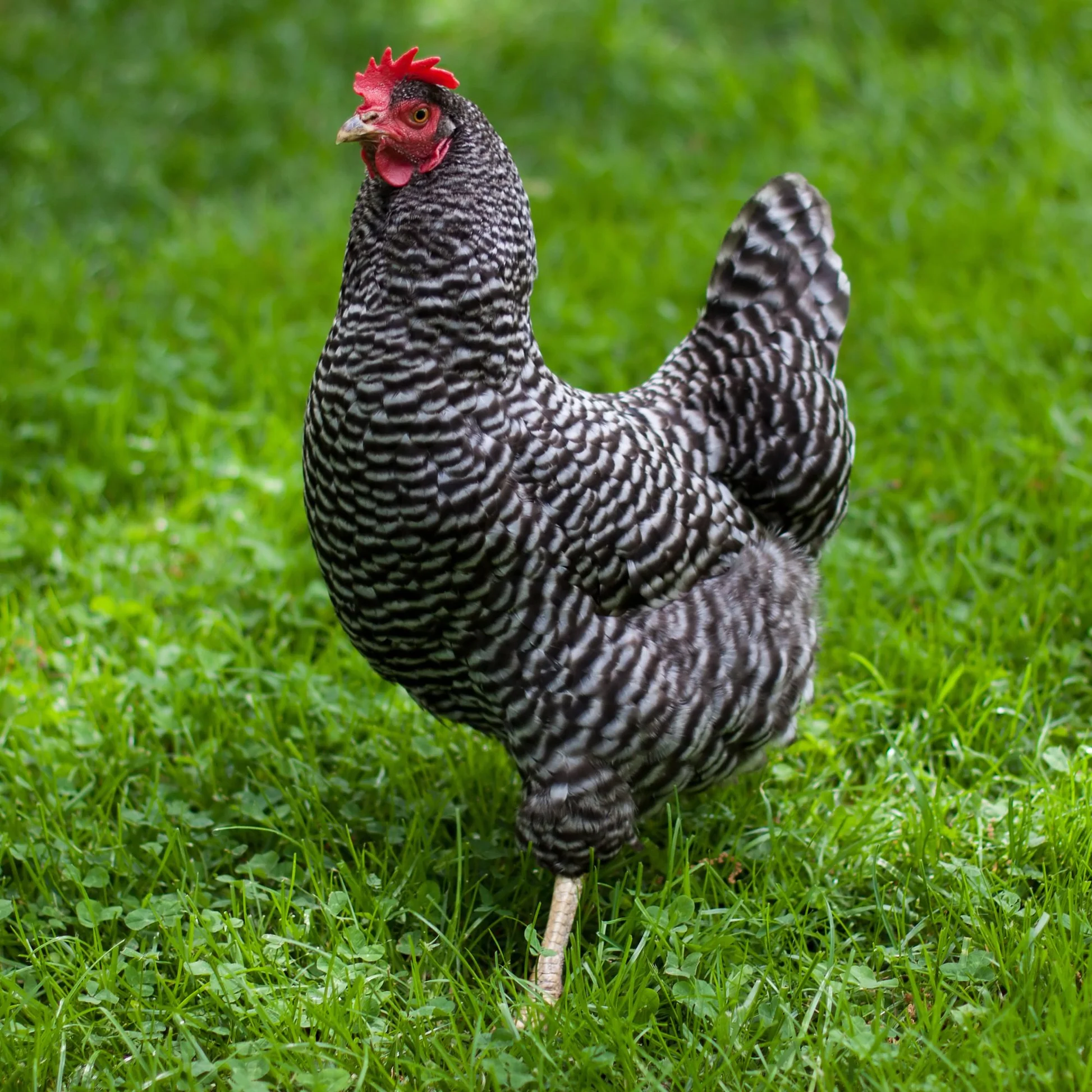 barred plymouth rock hens for sale - Image 2