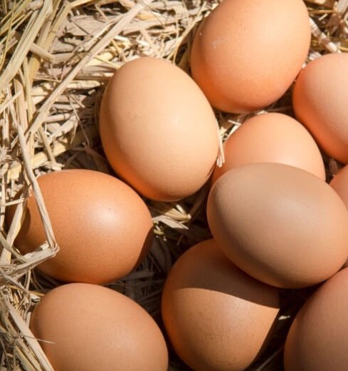 barred rock hatching eggs for sale