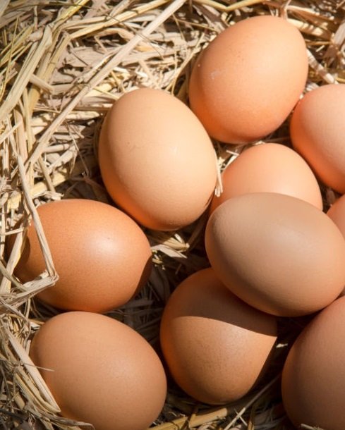 barred rock hatching eggs for sale