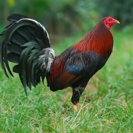 purebred Democrat gamefowl rooster for sale