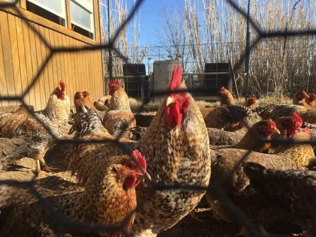 bielefelder roosters for sale - Image 3