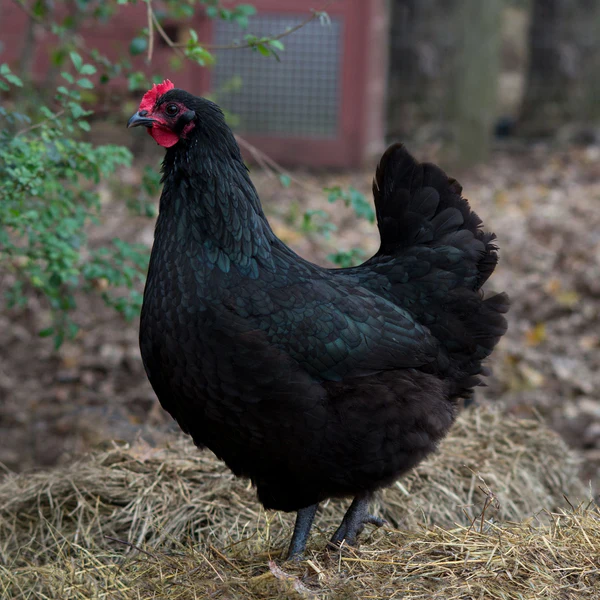 buy australorp hens for sale near me - Image 4