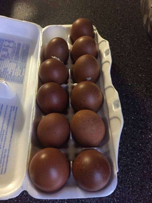 black copper marans eggs for sale - Image 2