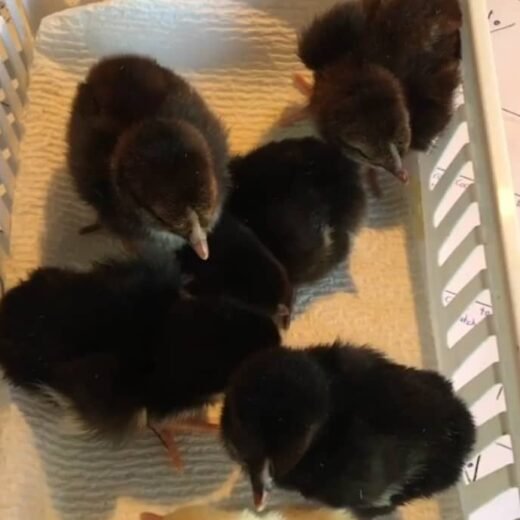 Black McLean Day-Old Baby Chicks for Sale