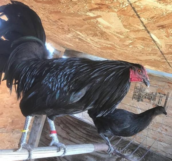 Black McLean Hatch gamefowl breeding pairs - Image 2