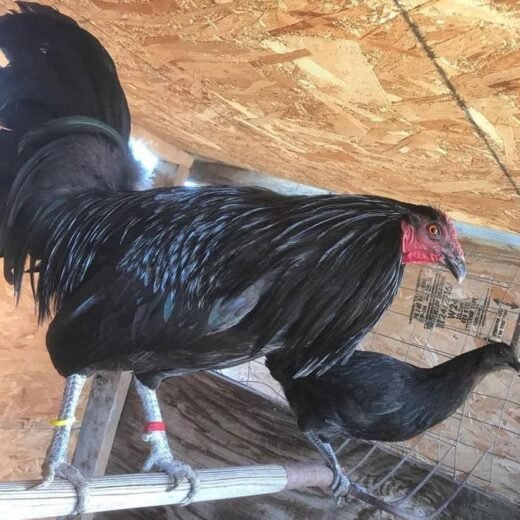 Black McLean Hatch gamefowl breeding pairs