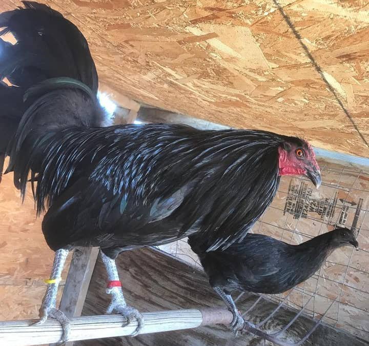 Black McLean Hatch gamefowl breeding pairs