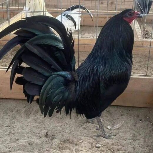 Black Mclean Rooster