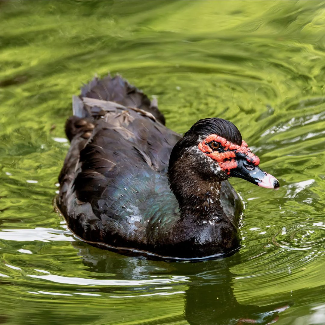 Buy fertile Black Muscovy hatching eggs online - Image 2