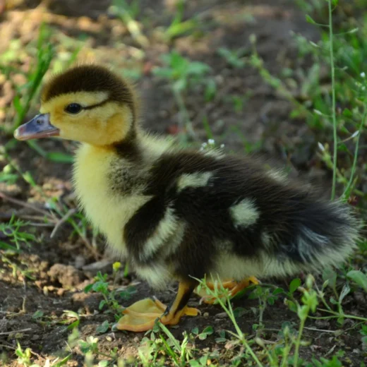 Buy live Black Muscovy day-old ducklings online