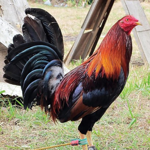 wheaten standard old english roosters for sale