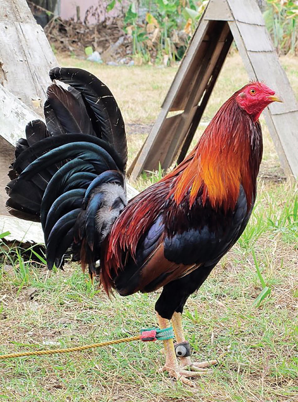 wheaten standard old english roosters for sale