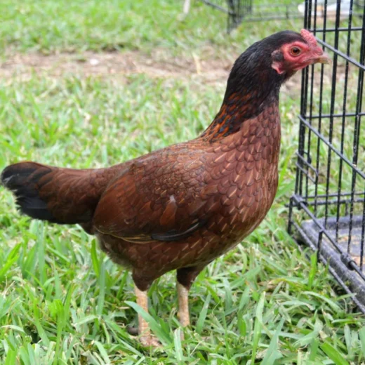 aseel hen for sale
