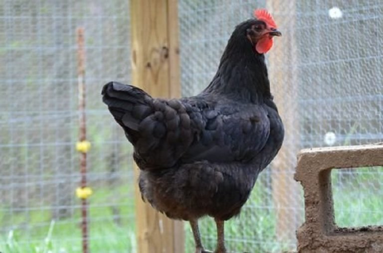 black jersey giant chickens for sale - Image 2