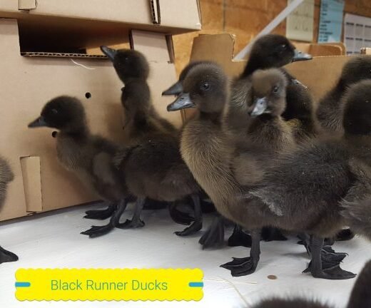Buy live Black Runner day-old ducklings online