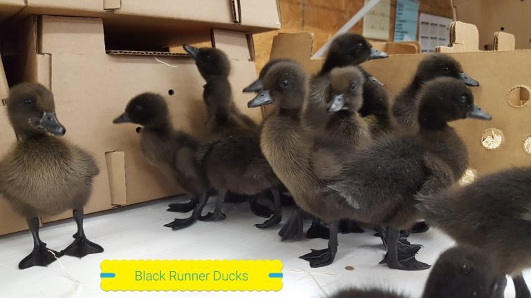 Buy live Black Runner day-old ducklings online