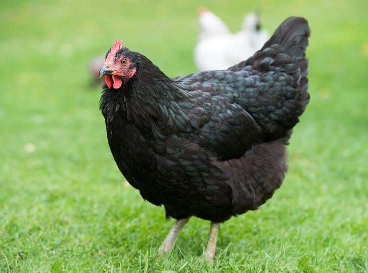 buy australorp hens for sale near me - Image 5