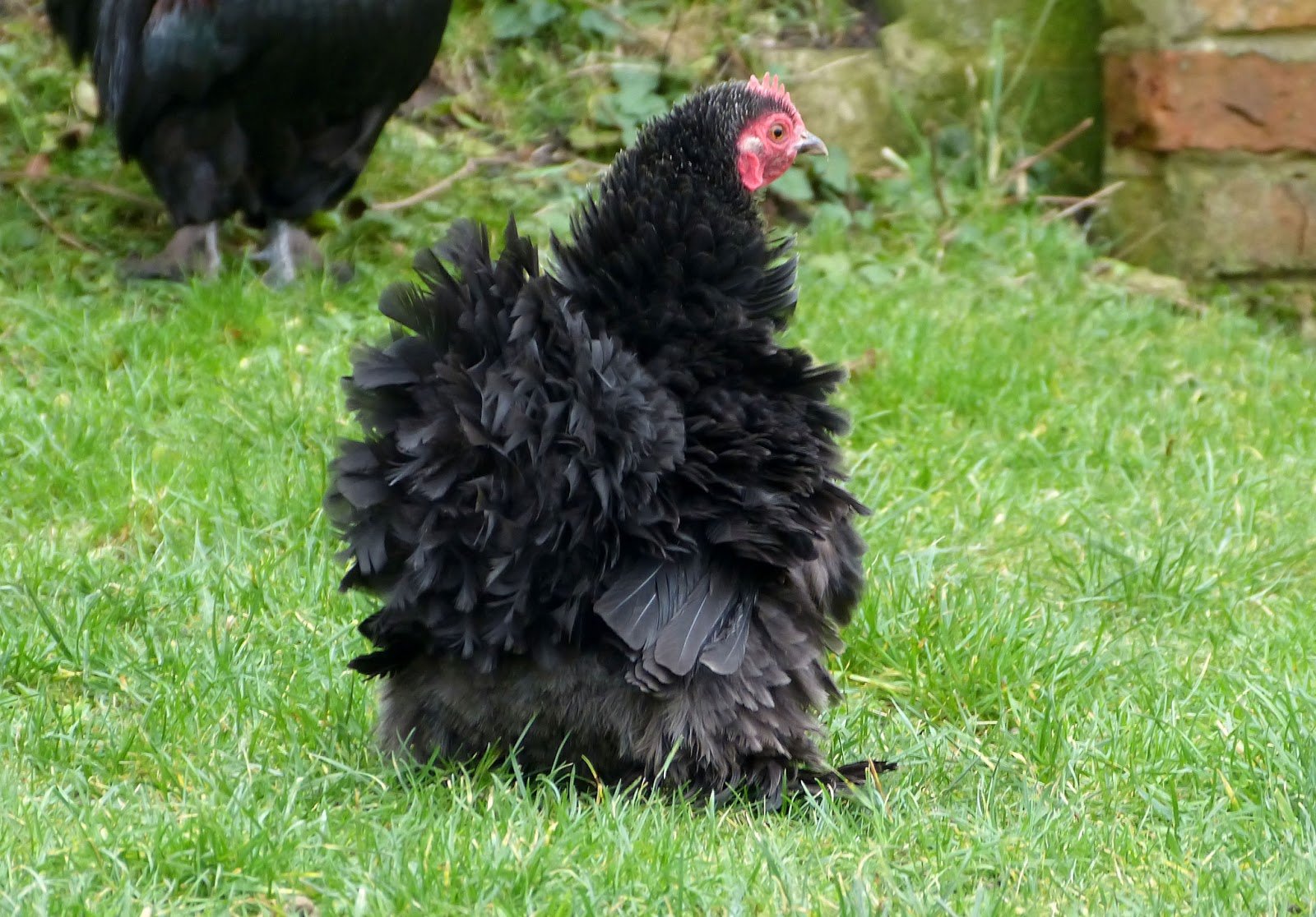 black frizzle cochin chickens for sale - Image 3