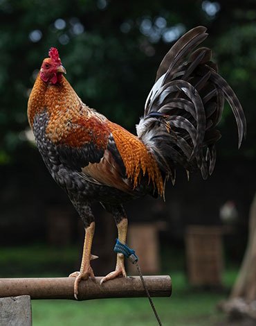 Purebred Dom Gamefowl Stags For Sale
