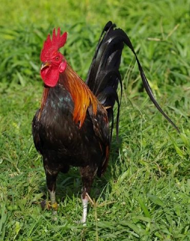 Gilmore Hatch Gamefowl Cocks For Sale