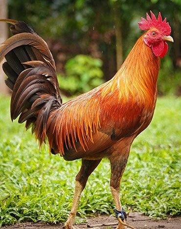 Purebred Gold Gamefowl Cocks For Sale
