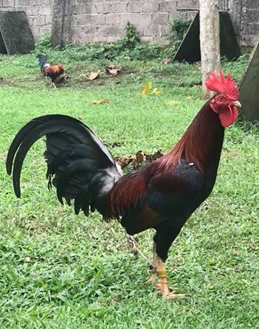 Purebred Gull Gamefowl Cocks For Sale