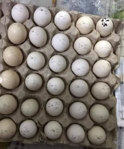 Purebred Dom Gamefowl Hatching Eggs For Sale