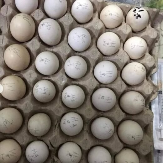 Blue Mug Hatching Eggs for sale