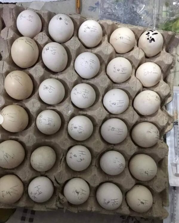 Blue Mug Hatching Eggs for sale