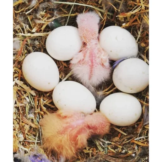 Blue Throated Macaw Eggs For Sale