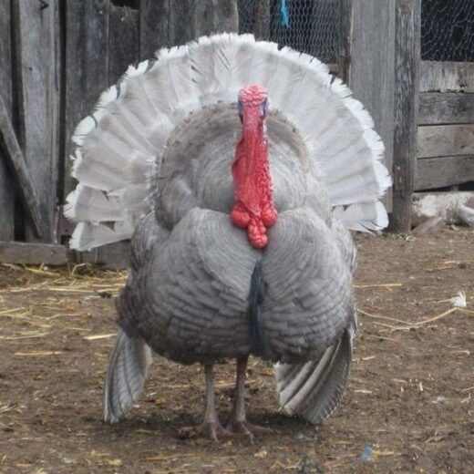 Blue Slate Turkey tom for sale