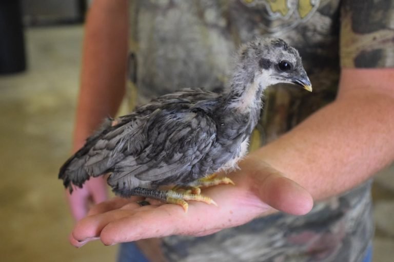 Purebred Blue Sumatra Day-Old Chicks - Image 2
