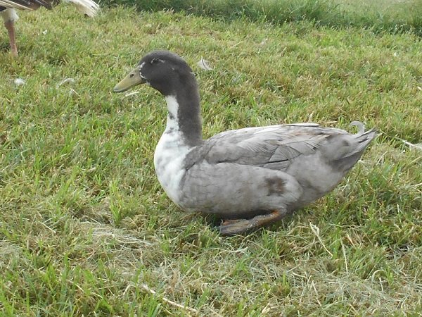 fertile Blue Swedish duck hatching eggs - Image 2