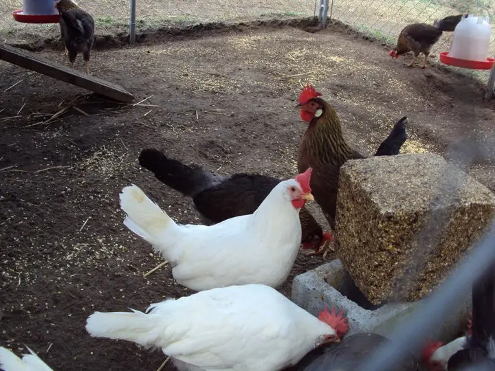 brown leghorn hens for sale - Image 3