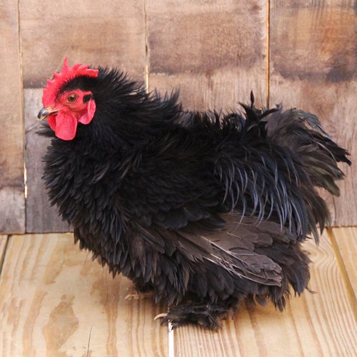 black frizzle cochin chickens for sale - Image 5