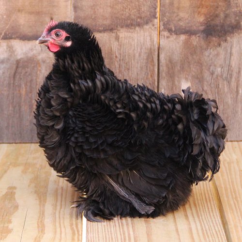 black frizzle cochin chickens for sale - Image 6